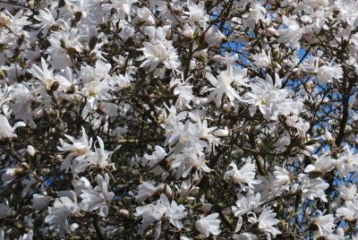 Magnolia stellata - šácholan hvězdovitý (2)